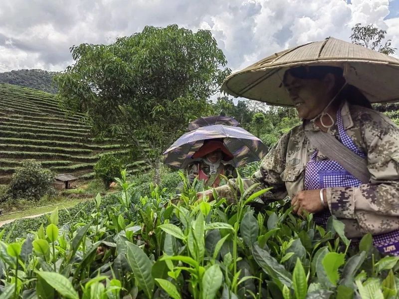 有关于江城县宝藏镇：茶产业提质增效 走好乡村振兴“茶之路”的相关内容(3)