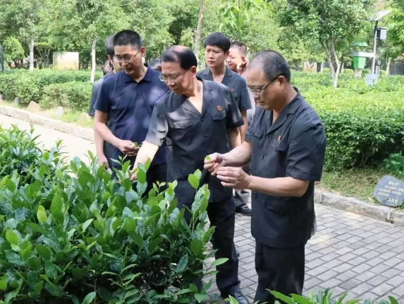 关于安溪法院司法保护辖区茶产业答好“民生考卷”的资讯(9)