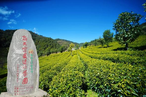 有关于沪滇协作 铺就大坪坦村“茶文旅融合”发展大道的内容