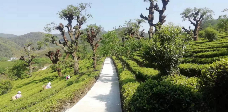 有关于沪滇协作 铺就大坪坦村“茶文旅融合”发展大道的内容(3)