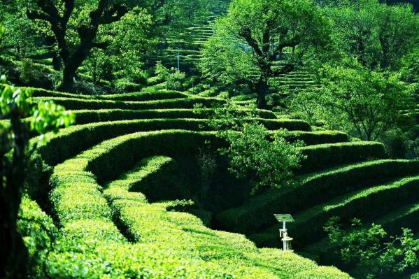 有关于沪滇协作 铺就大坪坦村“茶文旅融合”发展大道的内容(1)