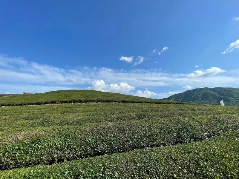 有关于“茶旅融合”让小茶叶晋升成大产业——景德镇市浮梁县依托“浮梁茶”品牌影响力闯出发展新路径的资讯(1)