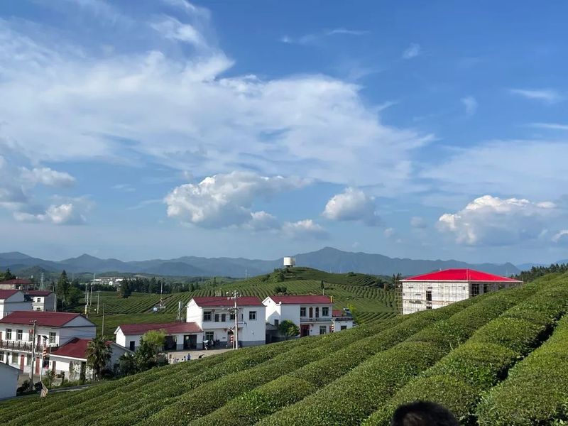 有关于“茶旅融合”让小茶叶晋升成大产业——景德镇市浮梁县依托“浮梁茶”品牌影响力闯出发展新路径的资讯