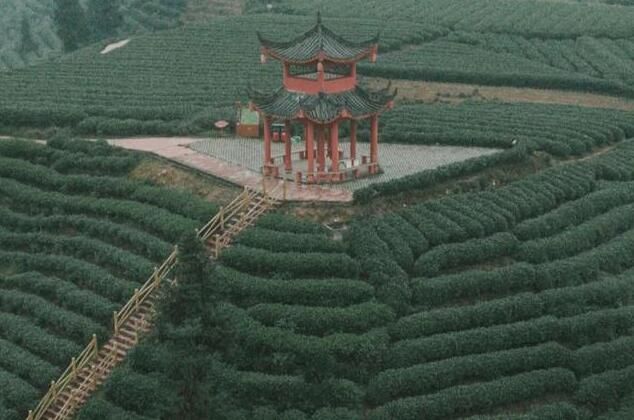 有关于四川一处万亩茶园，被誉为“川版斯里兰卡”，就在雅安市的资讯(2)