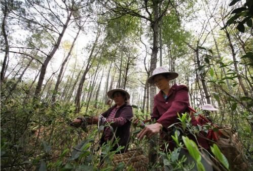 关于中国茶叶学会古道野枞创新驱动服务站的相关信息(2)