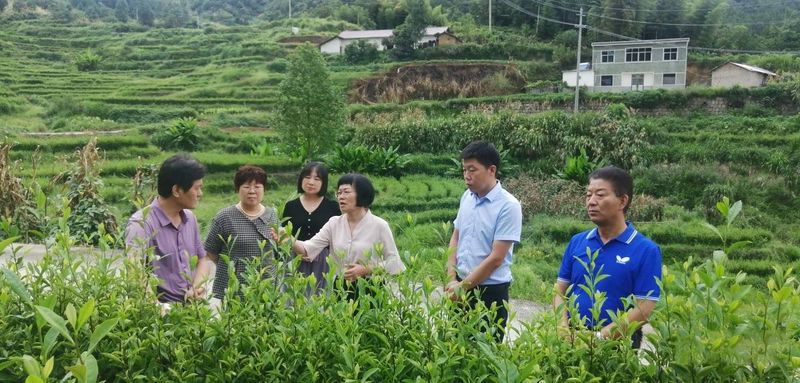 有关于供销合作行业标准《天柱剑毫茶》制定研讨会在安徽潜山召开的信息(1)