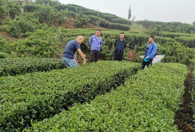 有关于屏山县机采茶园改造示范 助推产业园区创的消息