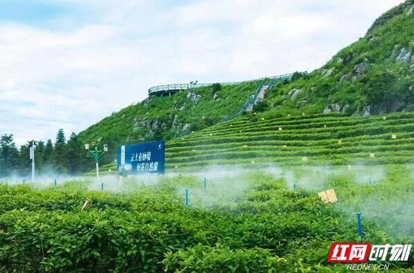 有关于五彩湘茶“五进”联合推广活动9月启幕的最新消息