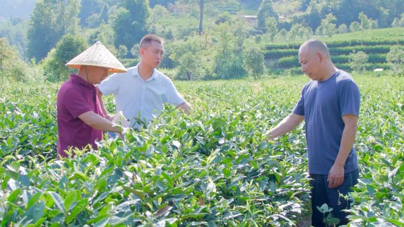 有关于央视聚焦福建最美茶园里的“科特派”的消息(4)