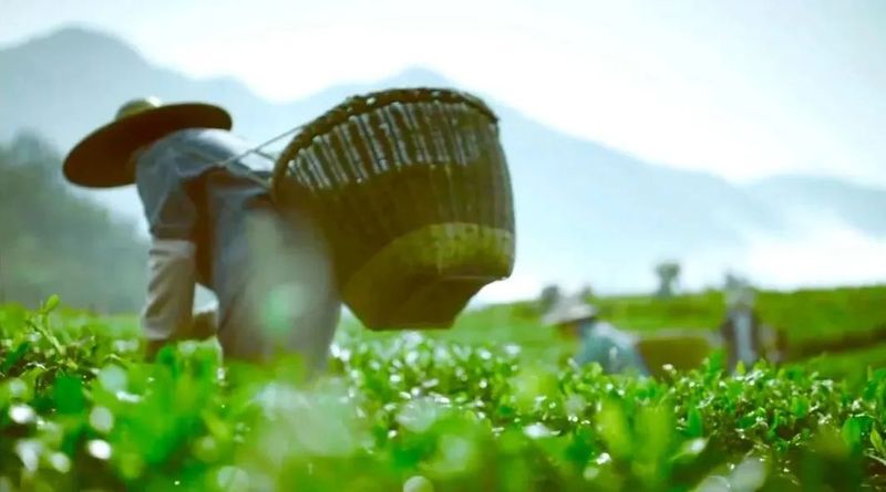 有关于央视聚焦福建最美茶园里的“科特派”的消息