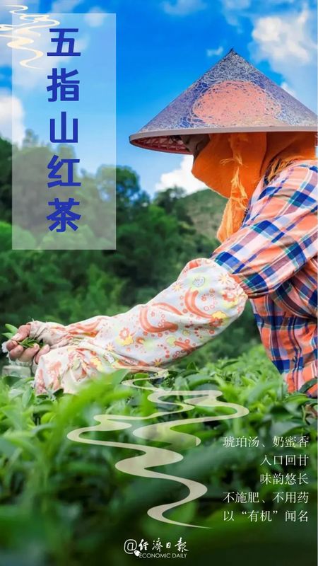关于高山产香茶,一杯好醉人的相关信息