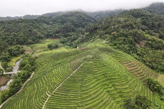 关于高山产香茶,一杯好醉人的相关信息(3)
