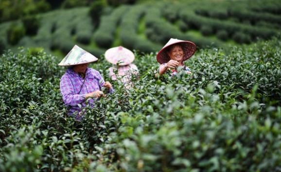 关于高山产香茶,一杯好醉人的相关信息(4)