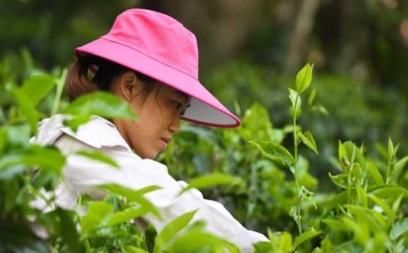 关于高山产香茶,一杯好醉人的相关信息(5)