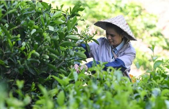 关于高山产香茶,一杯好醉人的相关信息(1)