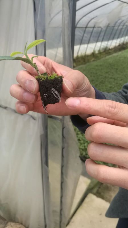 关于“劫后余生”话苏茶的相关信息(5)