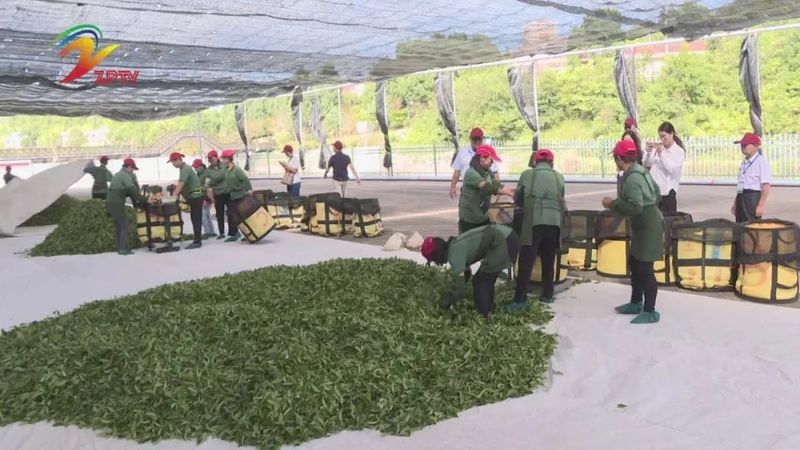 有关于漳平:举办首届茶叶加工(台式乌龙茶)职业技能竞赛的相关内容(1)