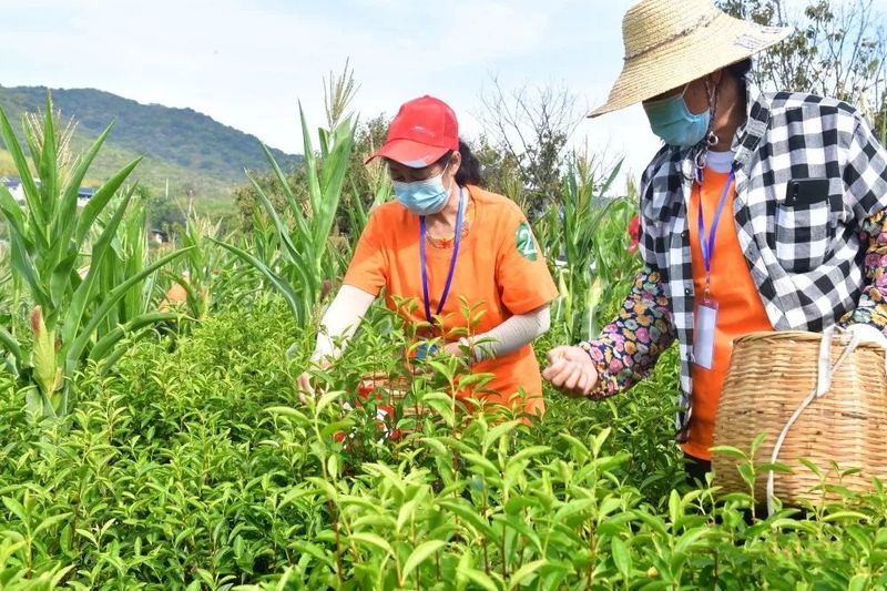 关于弘扬茶文化！巢湖市举办茶叶采摘加工技能竞赛的相关内容(1)