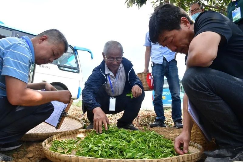 关于弘扬茶文化！巢湖市举办茶叶采摘加工技能竞赛的相关内容(2)