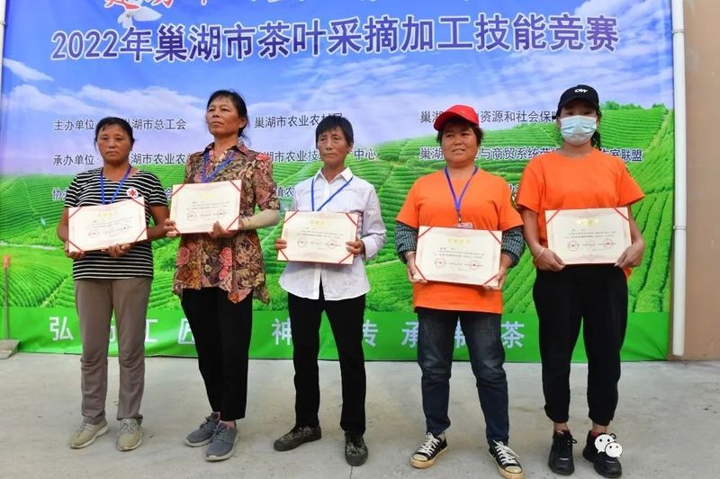 关于弘扬茶文化！巢湖市举办茶叶采摘加工技能竞赛的相关内容(6)