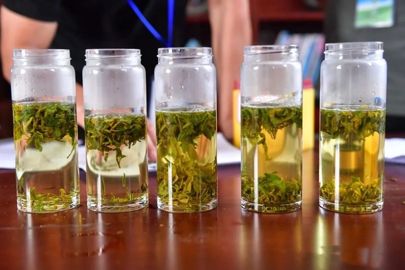 关于弘扬茶文化！巢湖市举办茶叶采摘加工技能竞赛的相关内容(5)