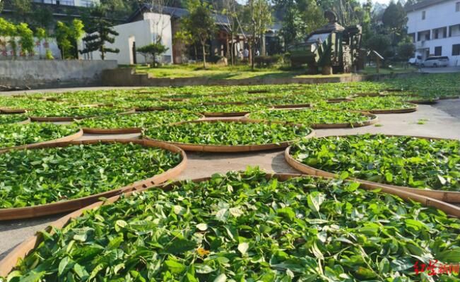 有关于武夷山国家公园：用生态保护与非遗传承泡出一杯好茶的信息