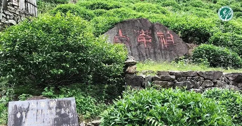 关于地标对话,安吉白茶:纯粹好茶,安吉白茶的内容(2)