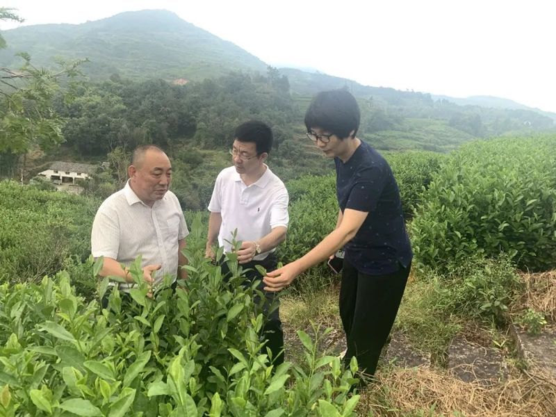有关于气象赋能黄汤茶有“智”更有“质”的相关内容(2)
