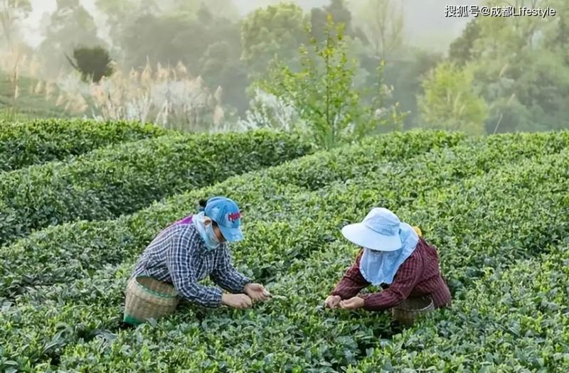 有关于理真匠心打造《那山·那茶·那侠》微电影正式上线的新闻(4)