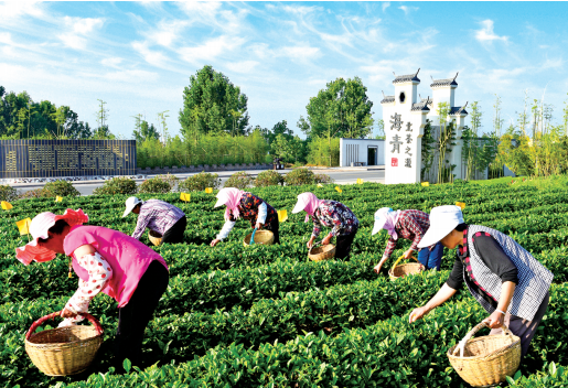 关于青岛西海岸新区出台加快推动茶产业高质量发展实施意见和奖补政策的最新消息