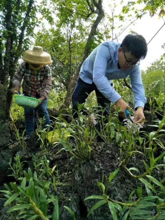 有关于中国茶村,海口施茶村的相关内容(2)