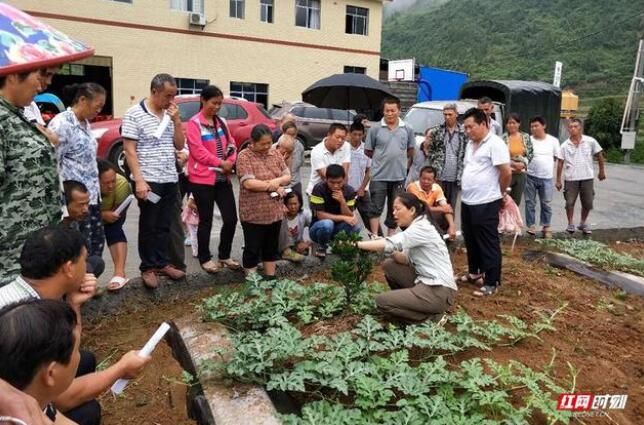 关于保靖黄金茶产业腾飞的“人才密码”的消息(3)