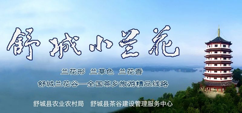 有关于实施舒城小兰花地标农产品保护，做大做强茶产业 助推乡村振兴（一）的信息
