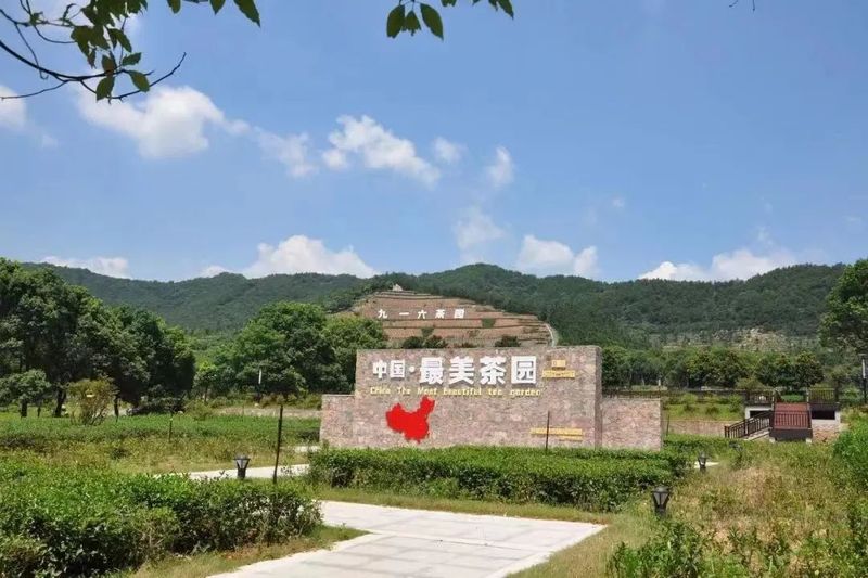 有关于实施舒城小兰花地标农产品保护，做大做强茶产业 助推乡村振兴（一）的信息(6)