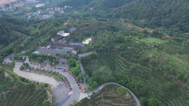 关于一周速读：茶叶销售额走高、景迈山古茶林生态保护、六堡茶产业观察的内容(4)