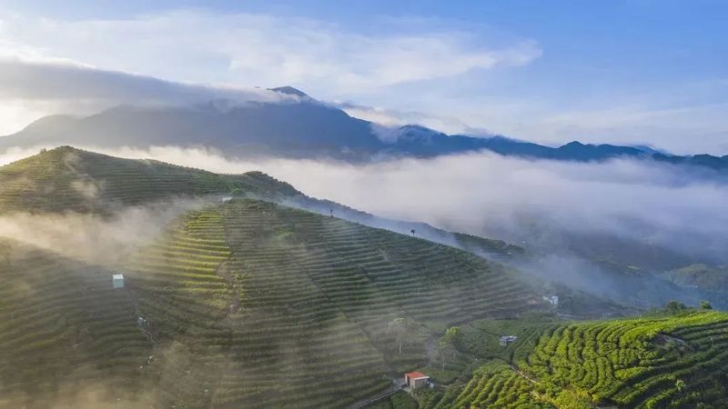 关于一周速读：茶叶销售额走高、景迈山古茶林生态保护、六堡茶产业观察的内容(3)