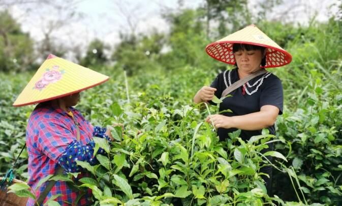 关于四九镇东冠村着力打造“一村一品”,小茶叶成为强村富民“金叶”的最新消息