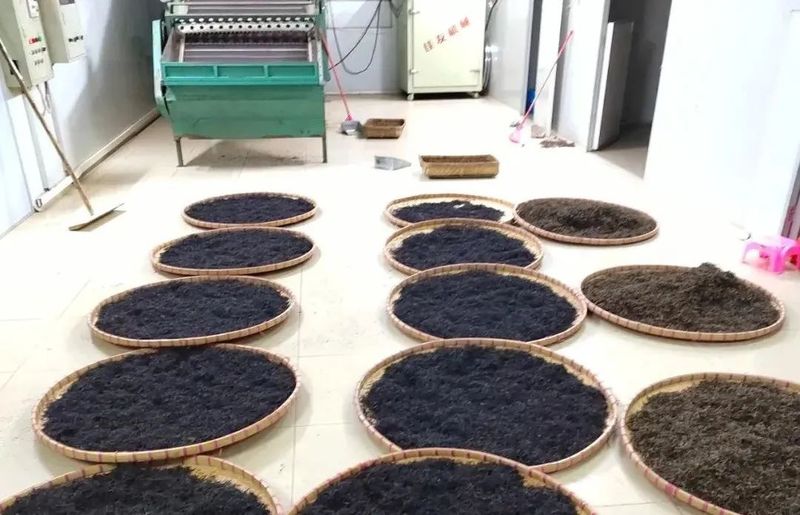 关于四九镇东冠村着力打造“一村一品”,小茶叶成为强村富民“金叶”的最新消息(1)