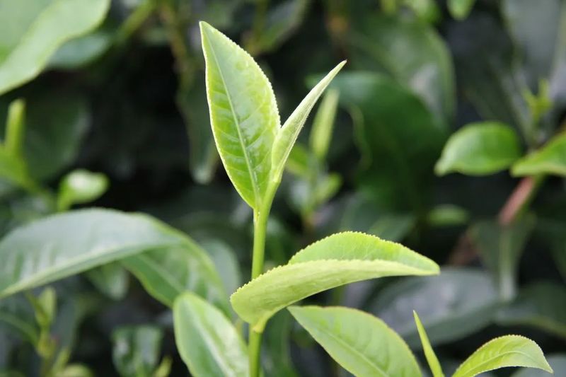 关于佳节邀您共赏“茶”颜“月”色的最新消息(2)
