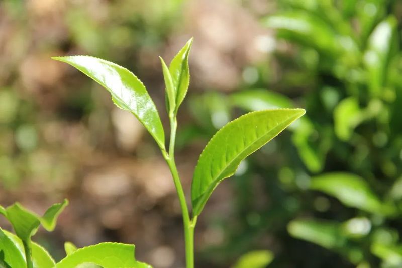 关于佳节邀您共赏“茶”颜“月”色的最新消息(10)
