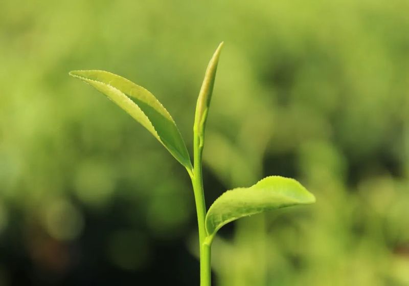 关于佳节邀您共赏“茶”颜“月”色的最新消息(13)