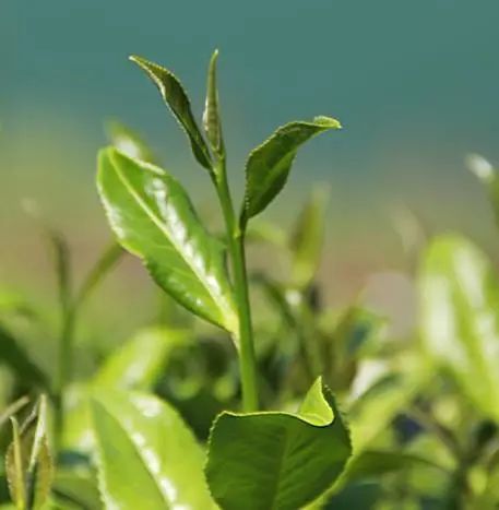 关于佳节邀您共赏“茶”颜“月”色的最新消息(6)