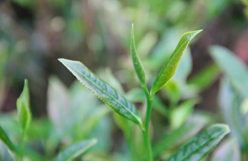 关于佳节邀您共赏“茶”颜“月”色的最新消息(4)