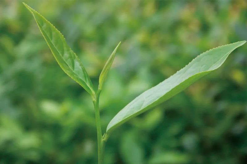 关于佳节邀您共赏“茶”颜“月”色的最新消息(9)