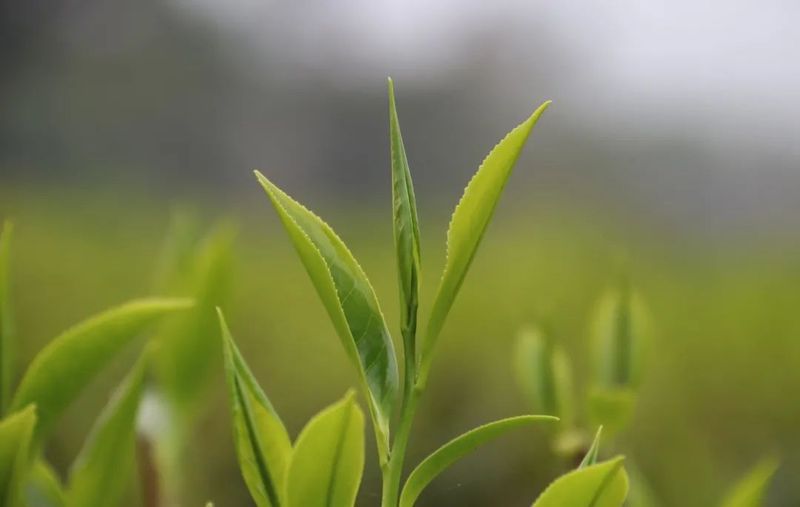 关于佳节邀您共赏“茶”颜“月”色的最新消息(12)