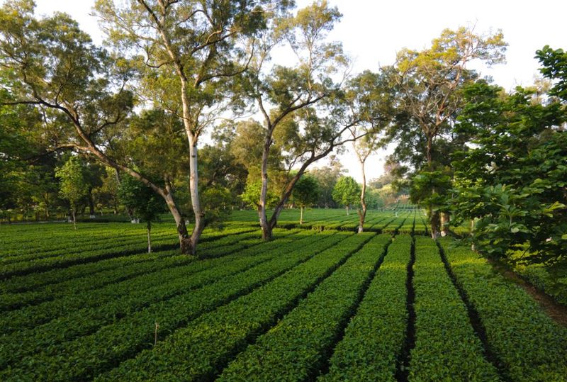 关于佳节邀您共赏“茶”颜“月”色的最新消息(15)