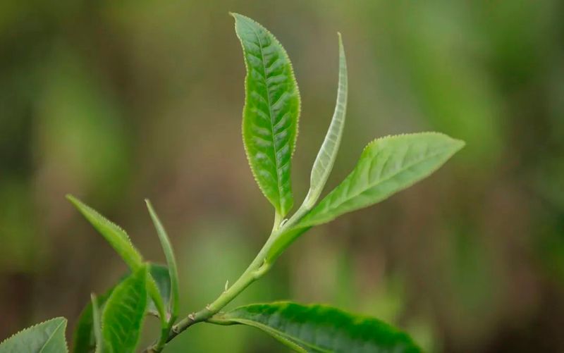 关于佳节邀您共赏“茶”颜“月”色的最新消息(3)