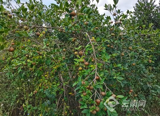 有关于云南广南：油茶成为“摇钱树”的相关信息