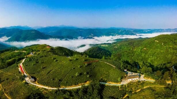 有关于陕西平利：走出“因茶致富、因茶兴业”的产业兴旺之路的最新消息