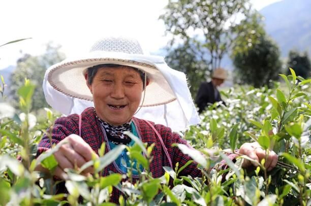 有关于陕西平利：走出“因茶致富、因茶兴业”的产业兴旺之路的最新消息(2)